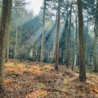 Tranquil woods sunlight